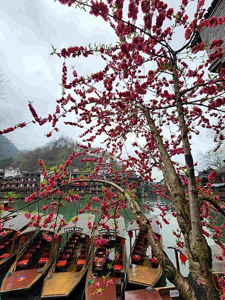 醉美仙境張家界天門山鳳凰古城精彩八日之旅(五)鳳凰古城(沈從