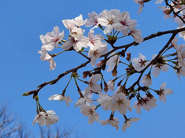 醉美仙境張家界天門山鳳凰古城精彩八日之旅(十三)武漢晴川閣、