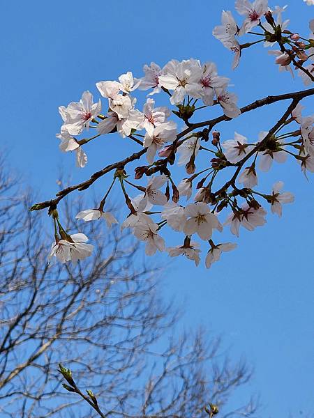 醉美仙境張家界天門山鳳凰古城精彩八日之旅(十三)武漢晴川閣、