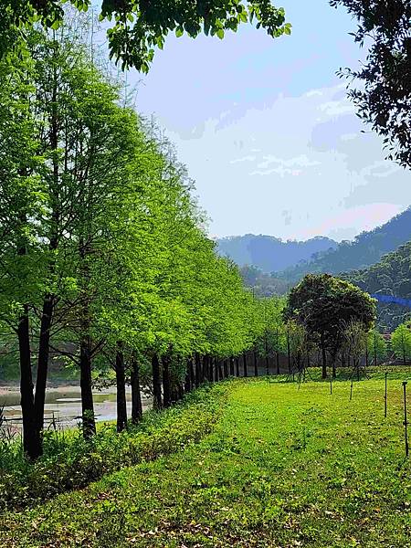 苗栗明湖蘇堤漫步、八甲茶園美拍