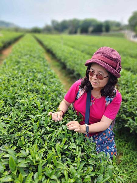 苗栗明湖蘇堤漫步、八甲茶園美拍