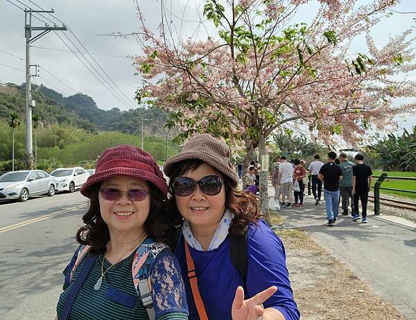 二水鐵道花旗木粉浪漫與火車同框