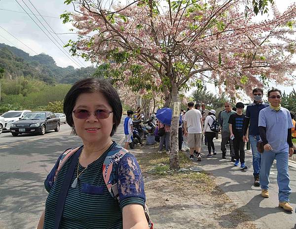 二水鐵道花旗木粉浪漫與火車同框