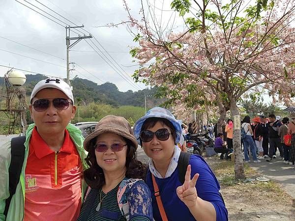 二水鐵道花旗木粉浪漫與火車同框