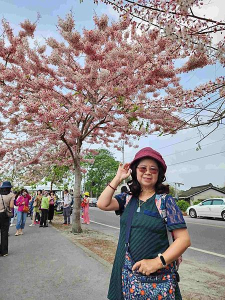 二水鐵道花旗木粉浪漫與火車同框