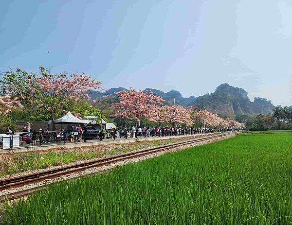 二水鐵道花旗木粉浪漫與火車同框