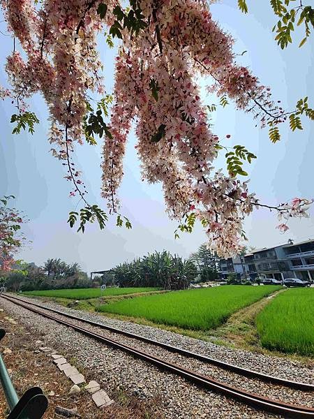 二水鐵道花旗木粉浪漫與火車同框