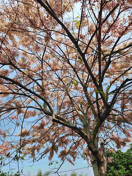 二水鐵道花旗木粉浪漫與火車同框