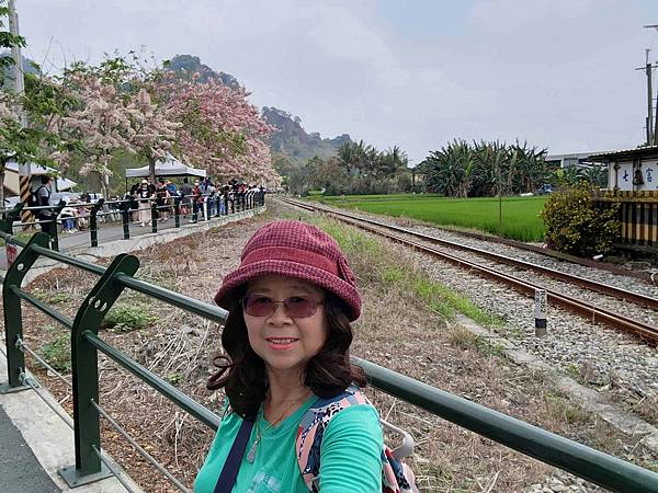 二水鐵道花旗木粉浪漫與火車同框