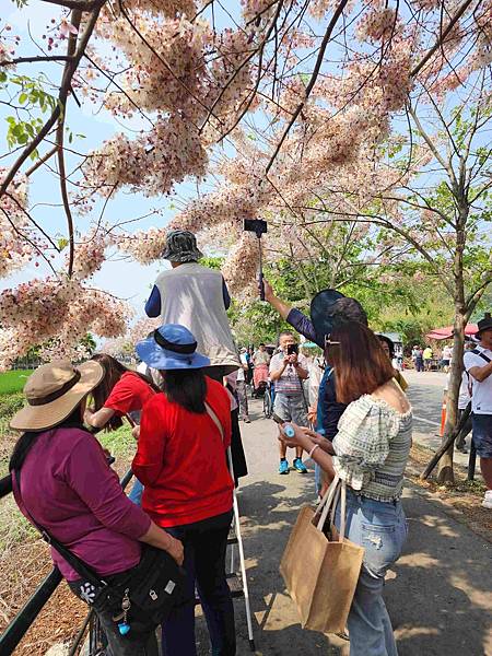 二水鐵道花旗木粉浪漫與火車同框