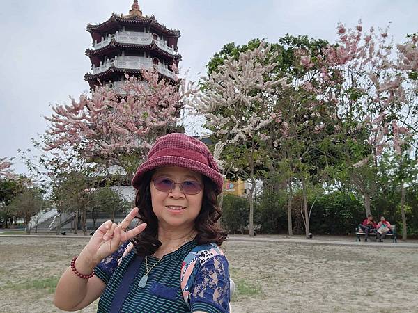 黃粉雙色花旗木在二水水之心運動公園~~彰化版天元宮