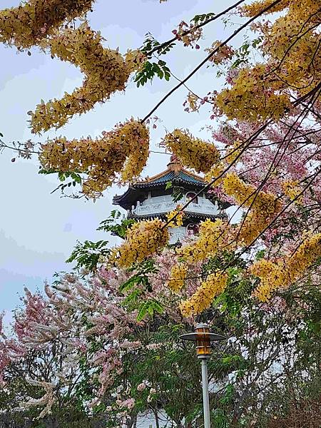 黃粉雙色花旗木在二水水之心運動公園~~彰化版天元宮