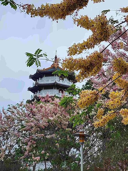 黃粉雙色花旗木在二水水之心運動公園~~彰化版天元宮