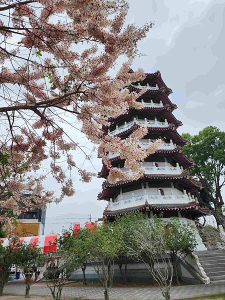 黃粉雙色花旗木在二水水之心運動公園~~彰化版天元宮