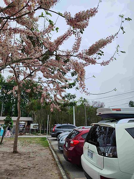 黃粉雙色花旗木在二水水之心運動公園~~彰化版天元宮