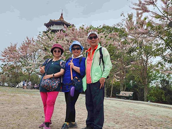 黃粉雙色花旗木在二水水之心運動公園~~彰化版天元宮