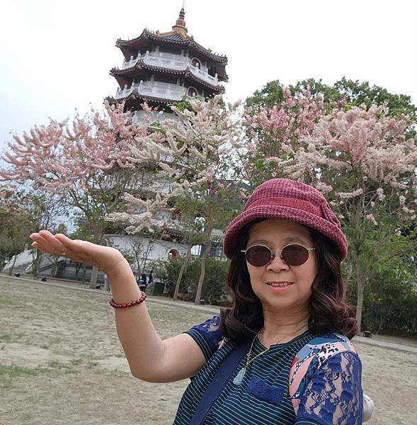 黃粉雙色花旗木在二水水之心運動公園~~彰化版天元宮