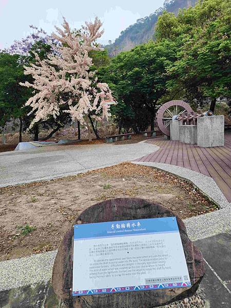 二水花旗木賞花並走訪充滿回憶的50年歷史文具店~~源泉故事屋