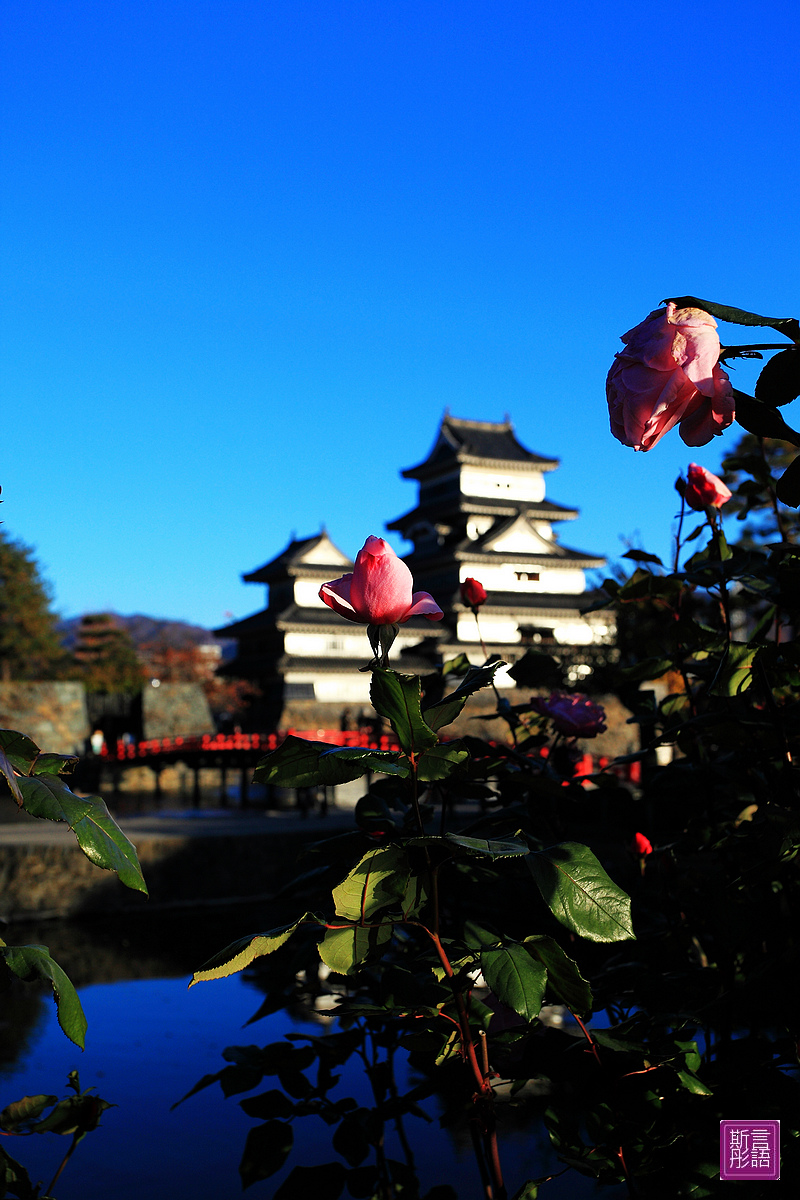 松本城- (5)