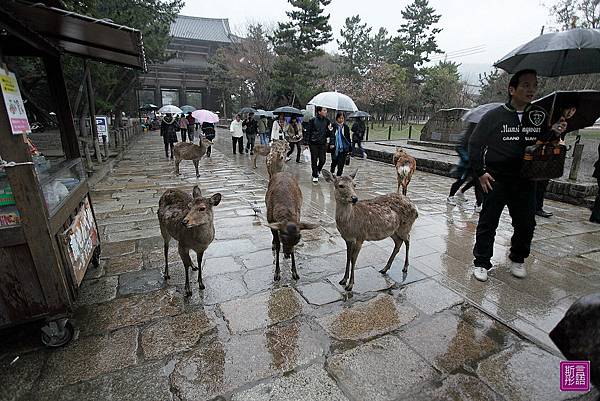 東大寺 (4)