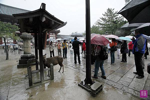 東大寺 (11)