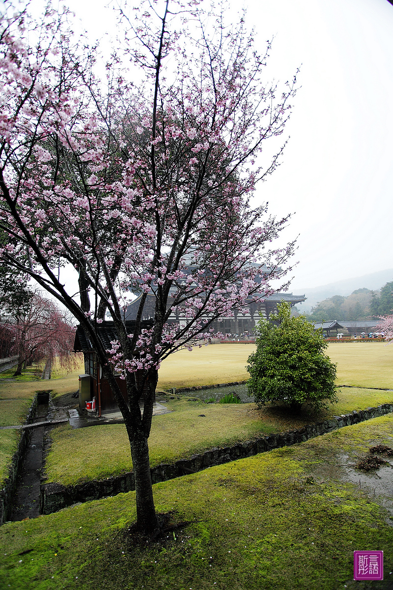 東大寺 (20)