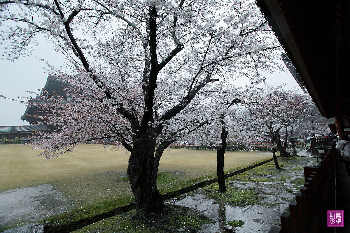 東大寺 (23)