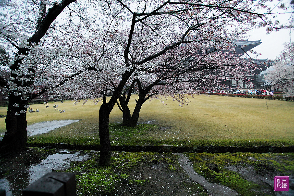 東大寺 (24)