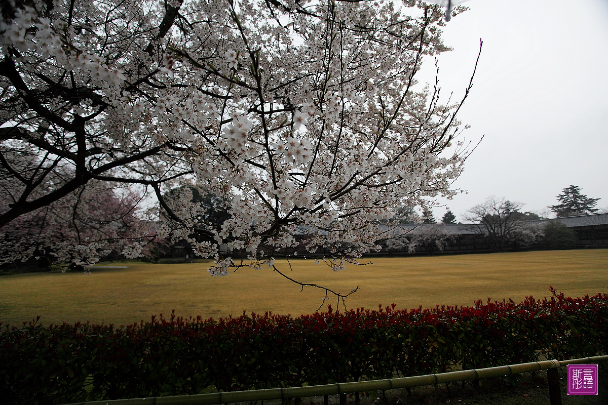 東大寺 (32)