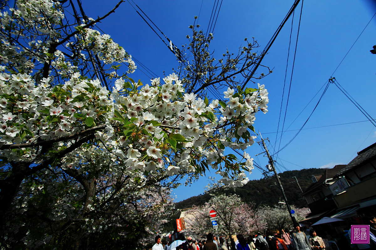 哲學之道 (98)