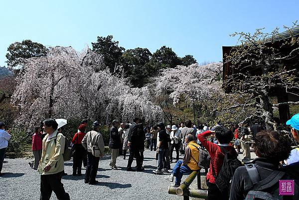 天龍寺 (55)