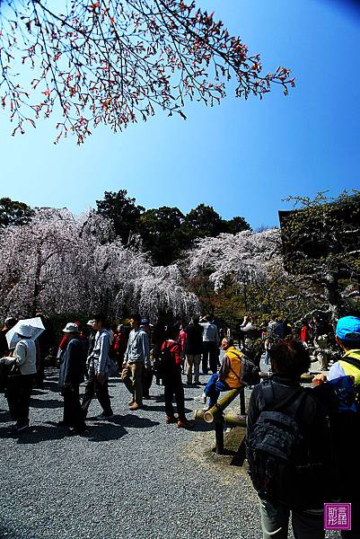 天龍寺 (56)