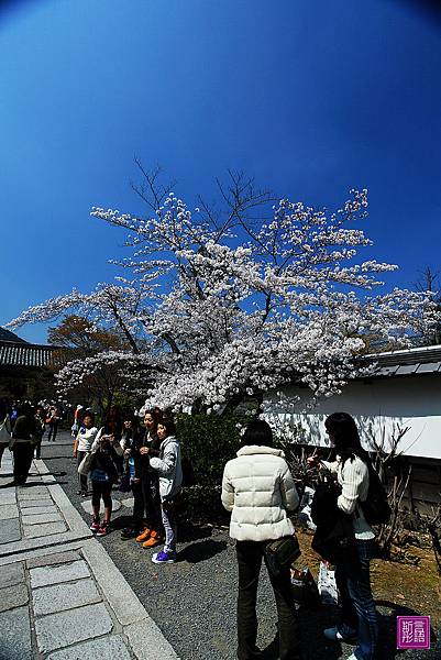 天龍寺 (128)