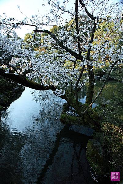 平安神宮 (56)