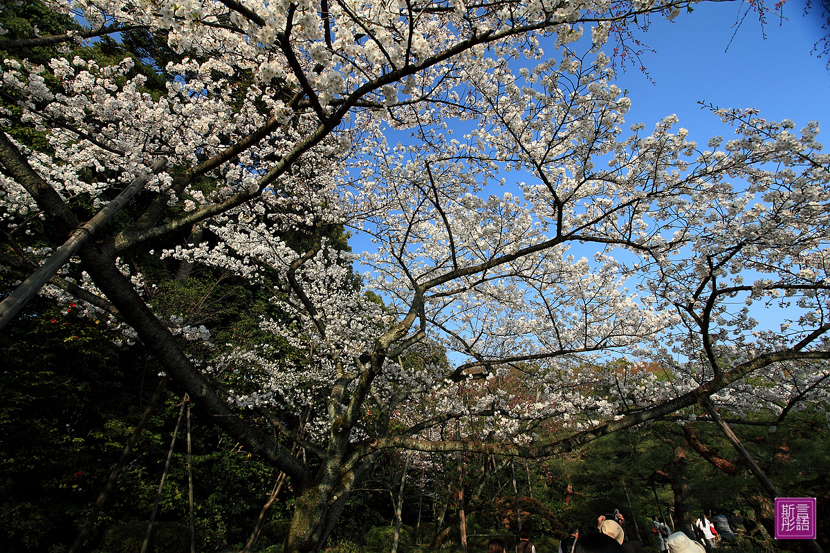 平安神宮 (64)