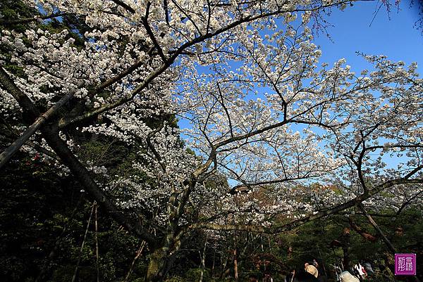 平安神宮 (64)