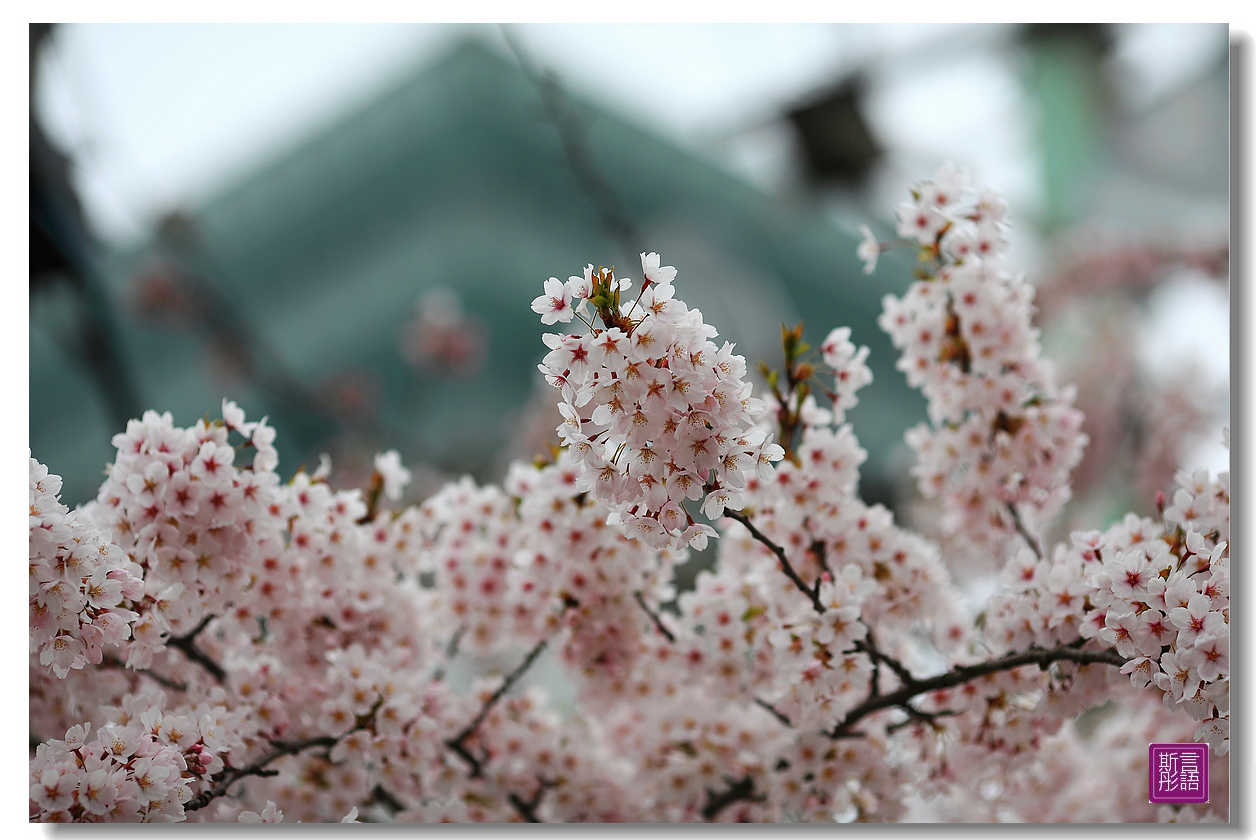 24.五稜廓公園.. (169)