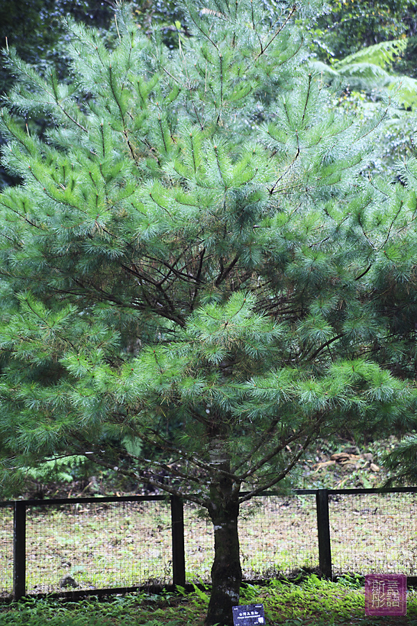 福山植物園下 (14)