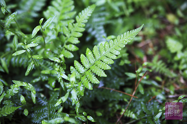 福山植物園下 (16)