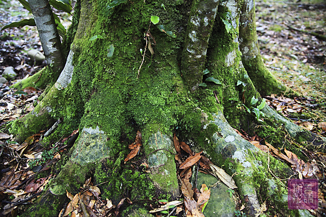 福山植物園下 (20)