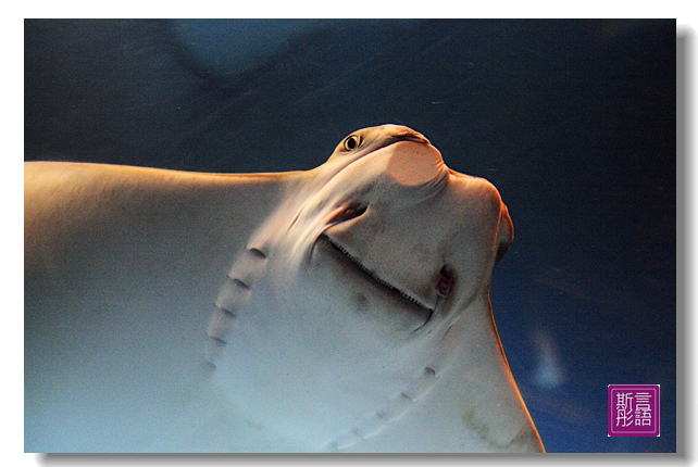 海洋公園水族館 (37)