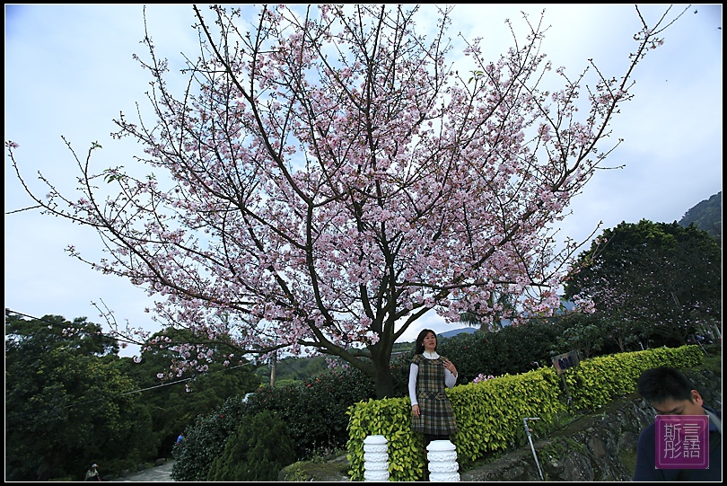 天元宮染井吉野櫻 (56)