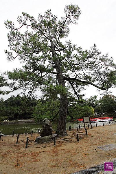 東大寺 (95)