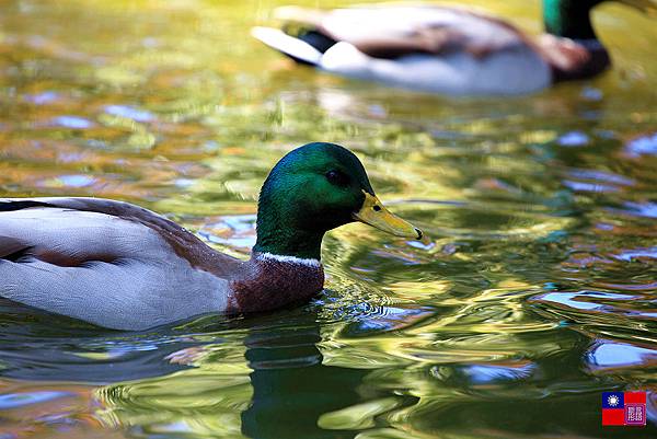 碧肯丘公園 (58)