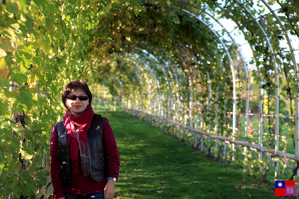 冰酒-葡萄園 (58)