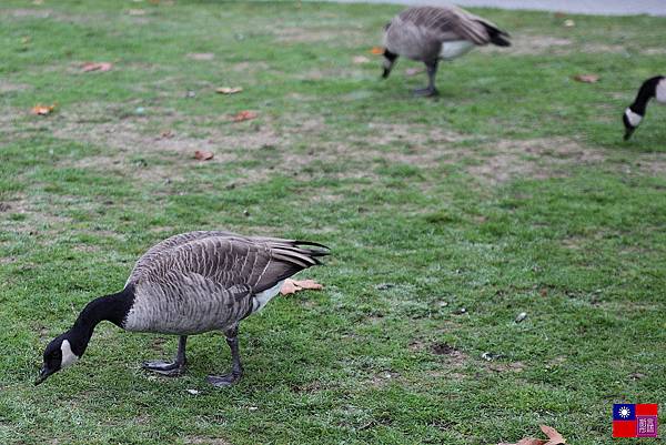 史丹利公園 (15)