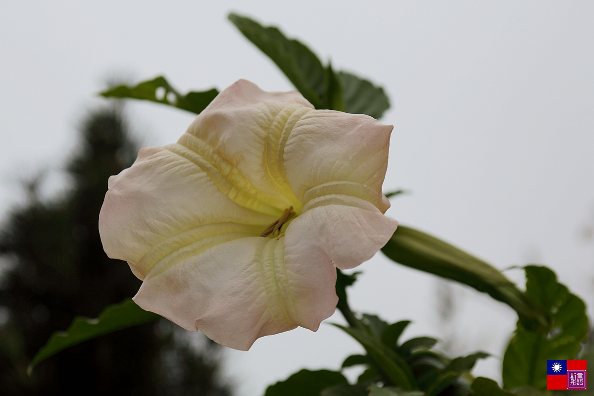 伊莉莎白女王公園 (6)