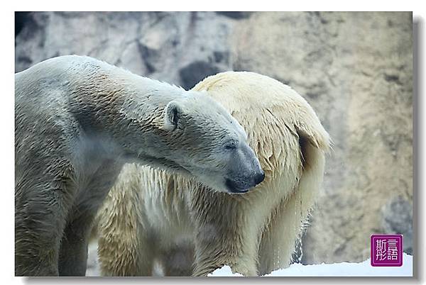 我愛北極熊 (3)