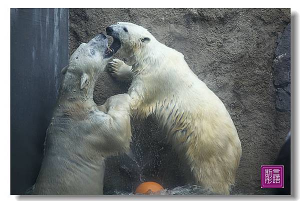 我愛北極熊 (9)
