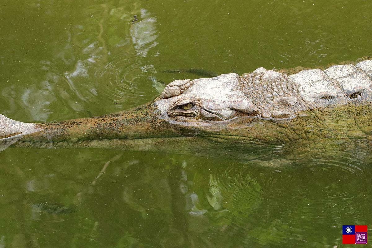 M5胖白-動物園試拍 (55)